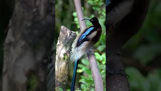 Brown sicklebill bird of paradise [upl. by Cirdla876]