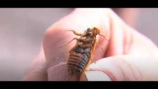 Biblical swarm Billions of cicadas emerging after 17 years [upl. by Odlopoel]