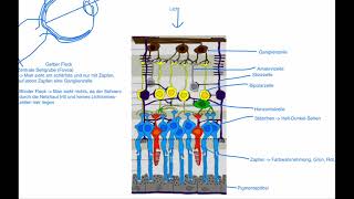 Neurobiologie  Aufbau der Netzhaut [upl. by Ardeen]