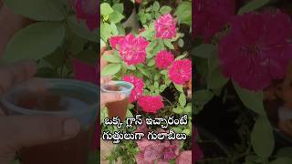 Best fertilizer for Rose and Jasmine plant youtubeshorts shorts shortvideo [upl. by Daniels]