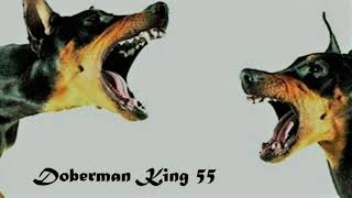 Doberman Havlaması  Doberman Havlama Sesi  Doberman Barking  Köpek Sesi  Köpek Havlaması [upl. by Aielam355]