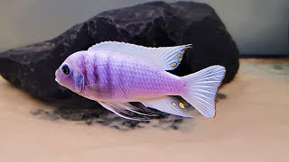 Cynotilapia Hara Galireya Reef F1 [upl. by Gladine]