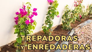 TREPADORAS y ENREDADERAS  Sus diferentes tipos de crecimiento con Jardinatis [upl. by Blatman]