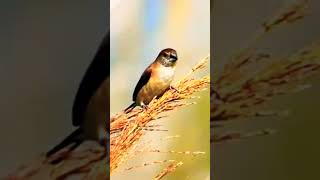 Indian Silverbill Eating Foodsnatureworlds shortsvideo [upl. by Bronez3]