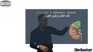 المحاضرة 12 ترمنولوجى  Imed academy [upl. by Akirehc]