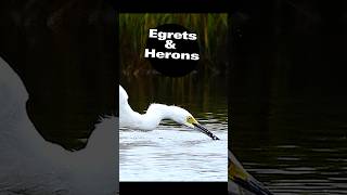 Egrets and Herons photography birds birdlovers egret [upl. by Swisher]