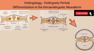 Differentiation of Intraembryonic Mesoderm  Paraxial Mesoderm Intermediate Mesoderm Lateral Plate [upl. by Bat]