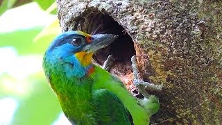 Birds that nest in tree cavities [upl. by Alyek138]