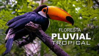 FLORESTA PLUVIAL TROPICAL  Biodiversidade Exuberante [upl. by Norword]