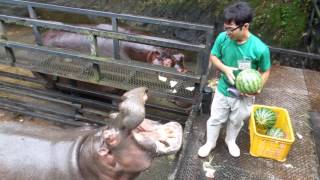 Hippo Family Eating Watermelons＆Baby hippo Nagasaki Japan [upl. by Einahpetse]