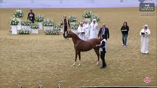 N 50 MAHA AL JOOD 4th Qatar Arabian Breeders Cup 2024 Yearling Fillies Class 1D [upl. by Lemkul]