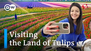 The Netherlands in Spring Keukenhof and Tulip Barn – is the Tulip Hype Worth the Trip [upl. by Nhguav]