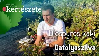 Datolyaszilva  Diospyros kaki Kákó Persimon Kakiszilva [upl. by Atsahc]