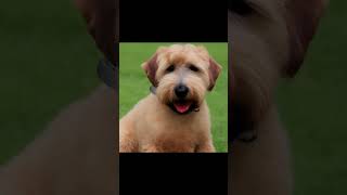 Soft Coated Wheaten Terrier Dogs health [upl. by Giza63]