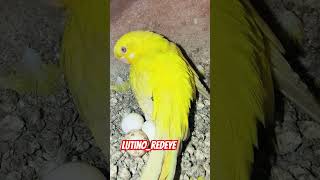 lutino redeye budgie on egg 🤩🤩 [upl. by Baron]