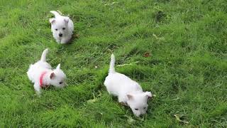 Westie Puppies For Sale [upl. by Metah665]