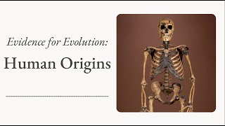 Evidence for Evolution Human Origins [upl. by Omarr]