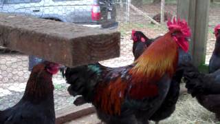 Black Copper Marans Laying Flock [upl. by Karlise]