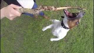 JACK RUSSEL CRAZY JUMP 240 FPS GOPRO 3 [upl. by Gabrielle]