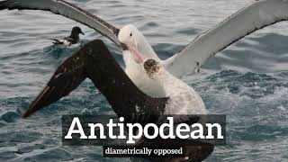 How Does Antipodean Look  What is Antipodean  How to Say Antipodean in English [upl. by Minetta]