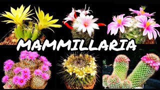 30 ESPÉCIES DE CACTOS DO GÊNERO MAMMILLARIA PARA IDENTIFICAÇÃO  CACTUS TV [upl. by Echikson]