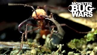 Epic Ant Battles 1  MONSTER BUG WARS [upl. by Rudin]