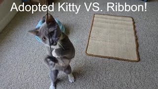 Adopted Kitty PLAYS with a Ribbon [upl. by Neehcas]