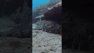 Big Carpet Shark Wobbegong chilling coogeebeach djiaction4 [upl. by Pardew940]