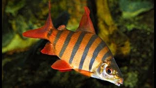 Distichodus sexfasciatus Дистиходус шестиполосый или Дистиходусзебра [upl. by Yrro]