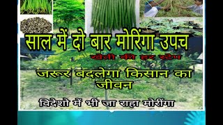 Step of Drumstick cultivationमोरिंगामुनगा खेती की हर स्टेप  Moringa Munga kheti ki har step [upl. by Meagher]