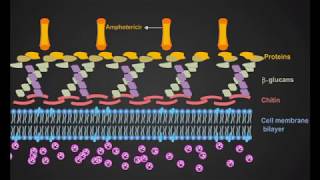 Amphotericin B animation [upl. by Orran837]