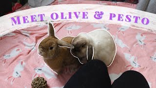 BRINGING MY BUNNIES HOME meet my holland lop  mini lop rabbits [upl. by Nyre]