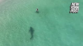 Tiger shark charges unsuspecting swimmer in chilling drone video  New York Post [upl. by Sidky]