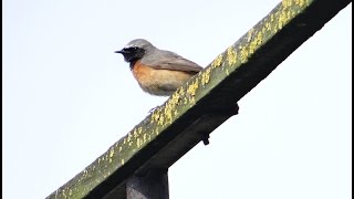 Pleszka  śpiew film i zdjęcia  Common redstart song Phoenicurus phoenicurus Colirrojo real [upl. by Lyrad]