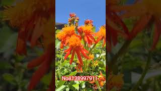 Mexican flame vine flowering plntds garden [upl. by Gottuard]