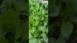 Spinach grown fully and ready to harvestELVPrasad Vlogs youtubeshorts [upl. by Purdum]