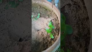 Vegetative propagation of Bryophyllum from its leaves shortsyoutube shorts [upl. by Hamner777]