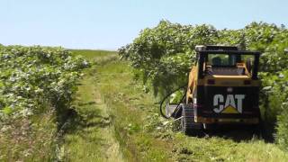 Skid Pro Skid Steer Brush Mower Demo [upl. by Horlacher725]