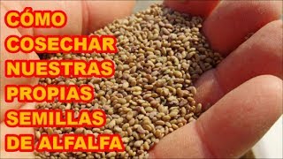 ALFALFA Medicago sativa CÓMO OBTENGO LAS SEMILLAS  37 VIDEOLUNES [upl. by Onaivlis9]