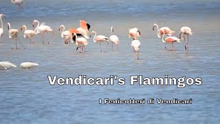 Vendicaris Flamingos  I fenicotteri di Vendicari [upl. by Naehs]