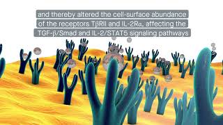 PPARγ enhances Treg immune function by affecting fatty acid oxidation and Nglycosylation [upl. by Dnalyr208]