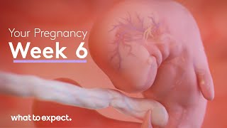 6 Weeks Pregnant  What to Expect [upl. by Beltran]