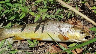 Fishng The Cullasaja River [upl. by Figone340]