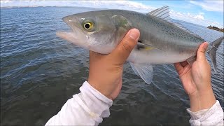 The Struggle on using Live Bait  NZ Beach Fishing [upl. by Mulford644]