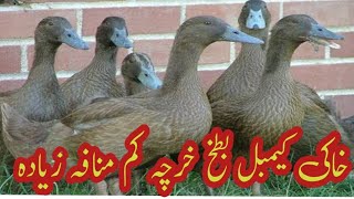 HKM FANCY POULTRY   More egg laying ducks [upl. by Oos]