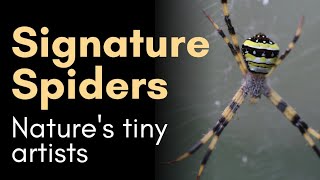 Signature spiders Natures tiny artists  Where engineering meets artistry  Amol Lokhande [upl. by Mudenihc593]