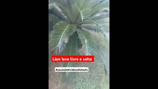 Lion levi livre e solto [upl. by Eat]