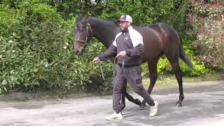 LOT 156 ARQANA BREEZE UP SALE DEAUVILLE [upl. by Emirac]