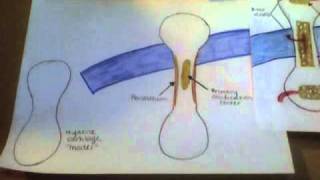 Endochondral Ossification [upl. by Neibaf]