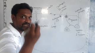 lysosome structure and function [upl. by Supen97]